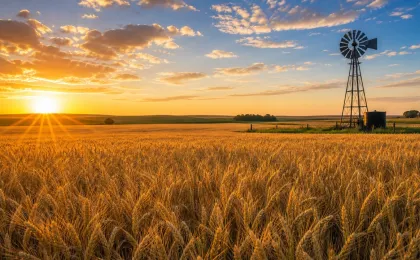 Golden Kansas wheat field at sunrise with a farm windmill on the horizon.