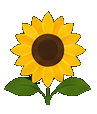 Kansas sunflower
